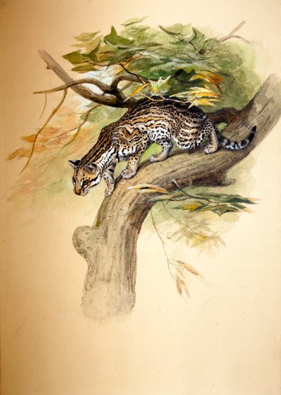 Ocelote, 1851 de Joseph Wolf